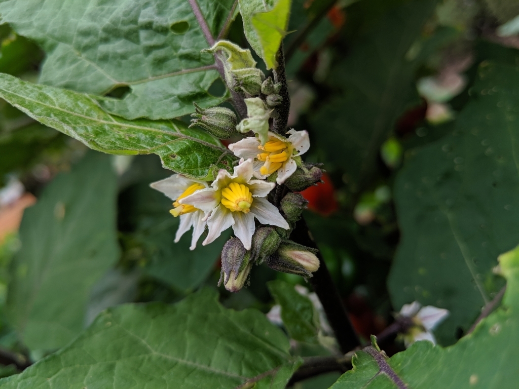 Solanum aethiopicum - Wikipedia