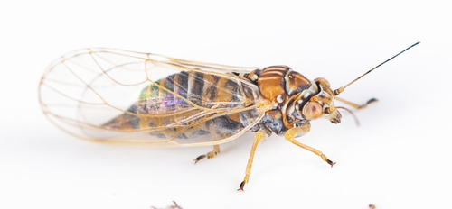 iNaturalist observation photo of Cacopsylla