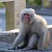 Hondo Macaque - Photo (c) Rie Akami, all rights reserved, uploaded by Rie Akami