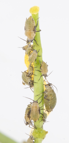 iNaturalist observation photo of Aphidinae