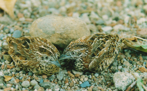 Barred Buttonquail