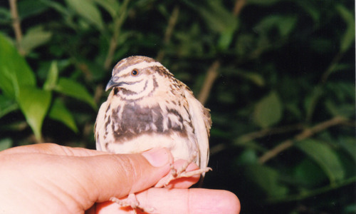 Rain Quail