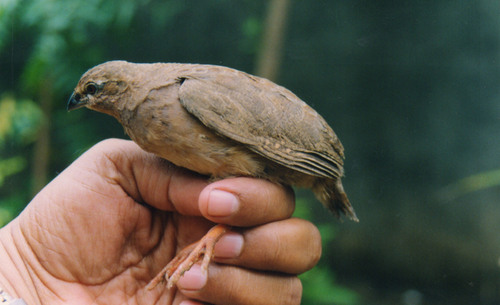Rock Bush-Quail