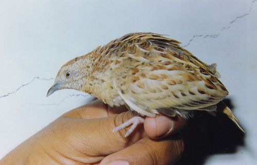 Common Buttonquail