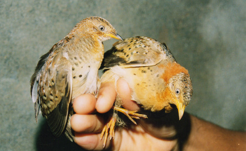 Yellow-legged Buttonquail
