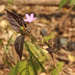 Pseuderanthemum congestum - Photo 由 Germaine Alexander Parada 所上傳的 (c) Germaine Alexander Parada，保留所有權利