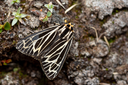Labrador Tiger Moth