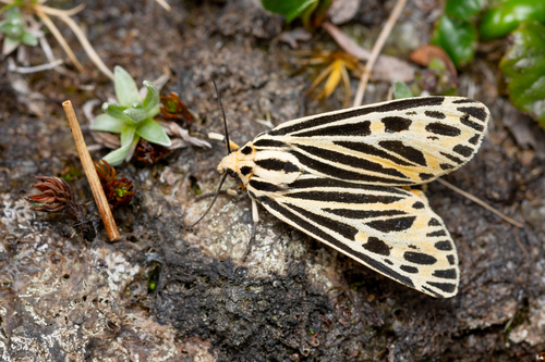 Labrador Tiger Moth