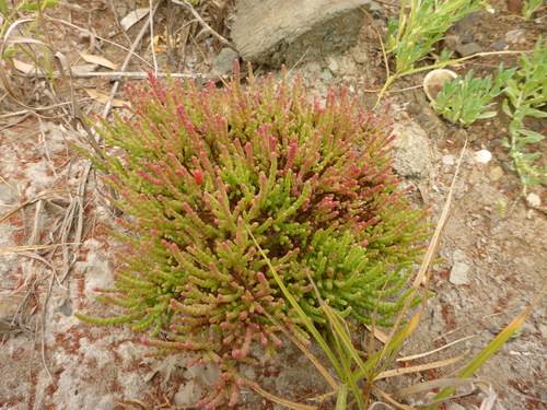 Avistamiento Salicornia