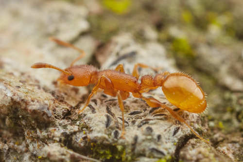 Nesomyrmex angulatusNesomyrmex angulatus