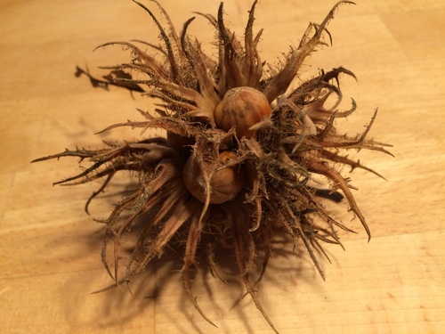 Turkish Hazel