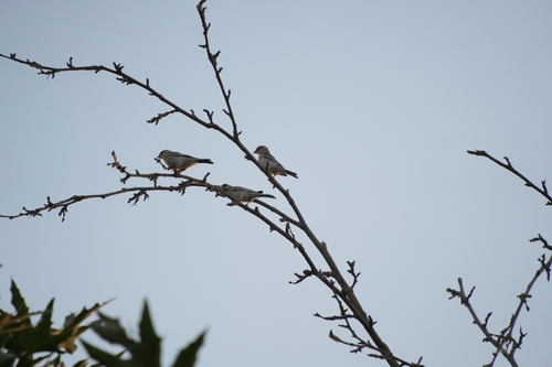 Desert Finch