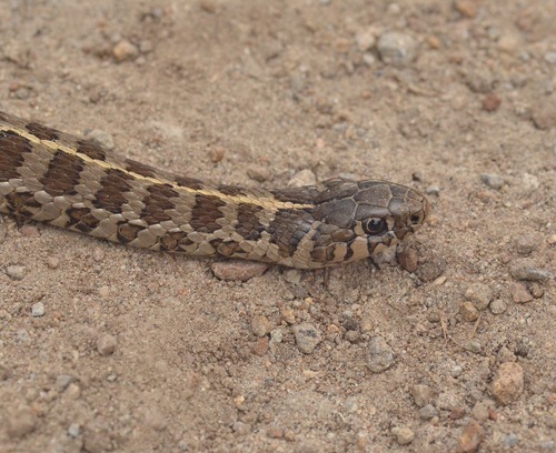 Short-tail Alpine Garter Snake