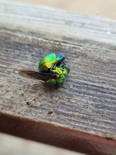 Emerald Cuckoo Wasp