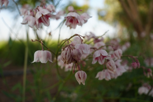 Apocynum pictum