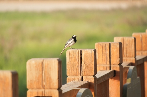 White Wagtail