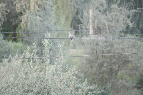 Eurasian Collared-Dove