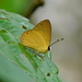 Mariposa Opaca - Photo (c) Paul, todos los derechos reservados, subido por Paul