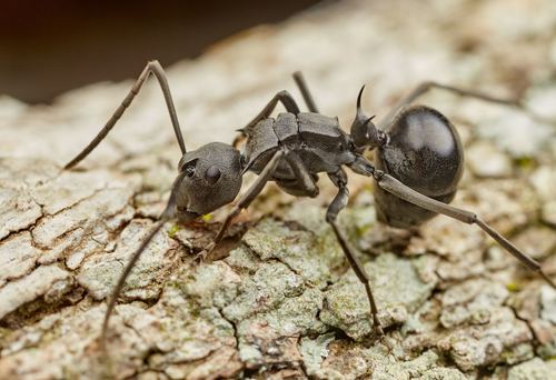 Militaris-group Spiny Sugar Ants