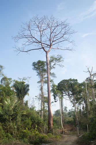 Cavanillesia hylogeiton