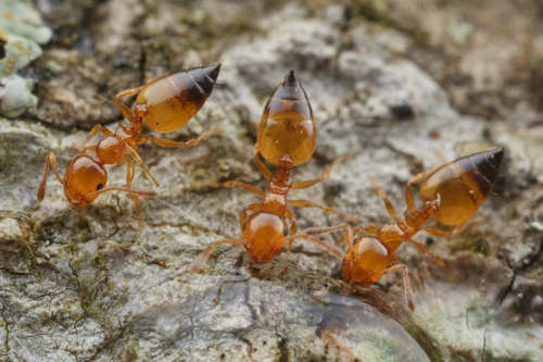 Crematogaster natalensisCrematogaster natalensis