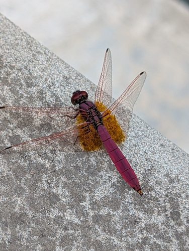 Crimson Marsh Glider