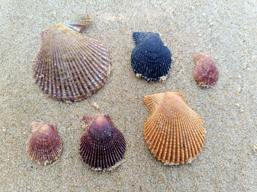 Mimachlamys varia