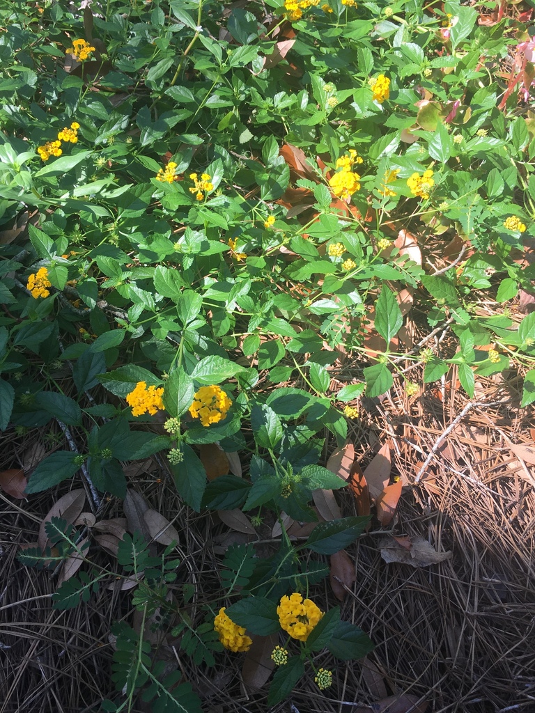 Texas Lantana From College Of Charleston Charleston SC US On October texas-lantana-from-college-of-charleston-charleston-sc-us-on-october
