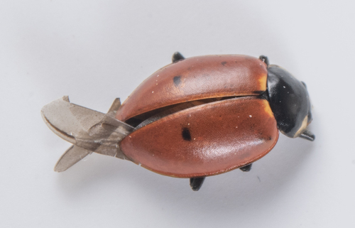 iNaturalist observation photo of Pacific Five-spotted Lady Beetle