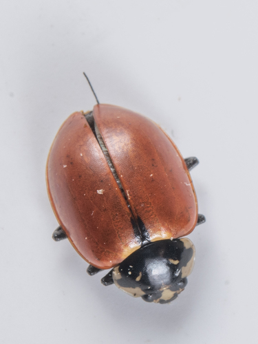 iNaturalist observation photo of Pacific Five-spotted Lady Beetle