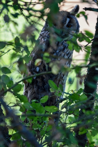 View observation of {o.common_name} on iNaturalist