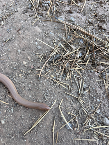 iNaturalist observation photo of Northern Rubber Boa