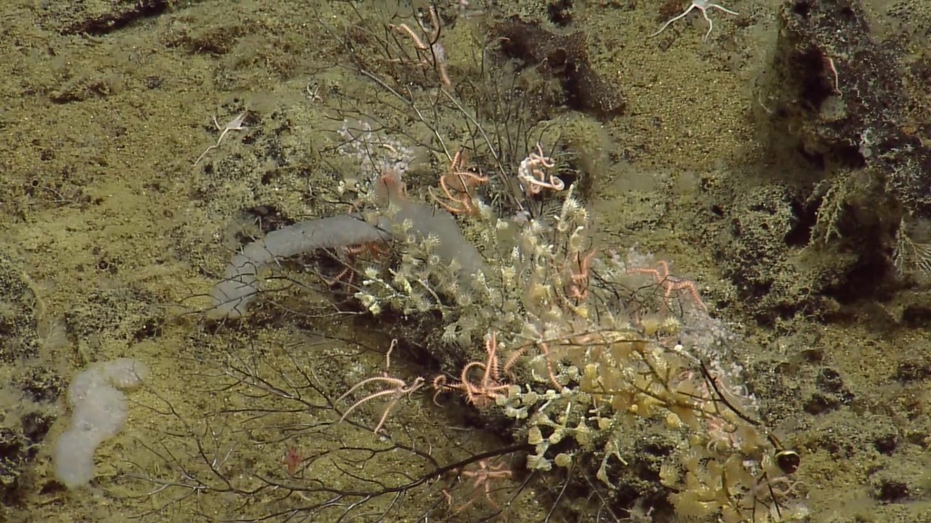 Zoanthid (ANNOTATE under CORAL STATUS) (Seamounts of Canada's Large