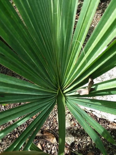 Thatch Palmetto