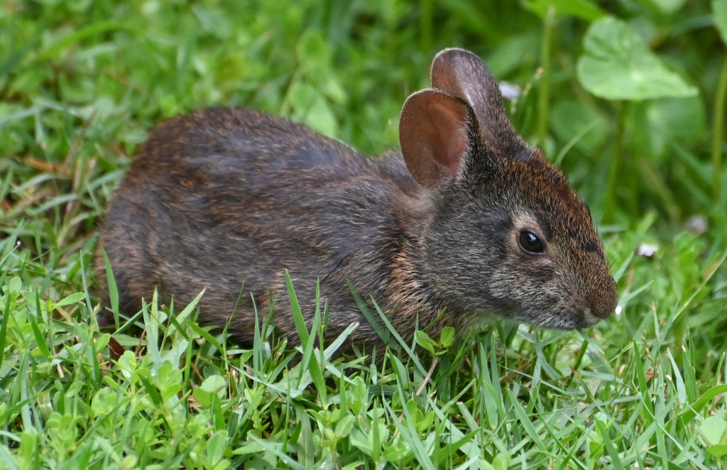 Marsh Rabbit from Wellington, FL, USA on July 3, 2025 at 12:25 PM by ...