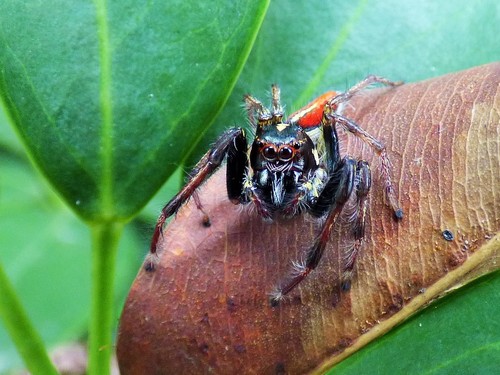 Frigga pratensis