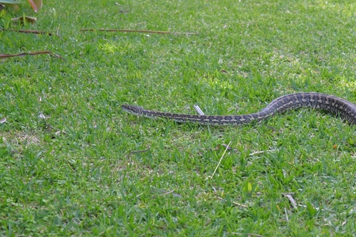 Coastal Carpet Python sighting
