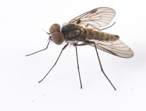iNaturalist observation photo of Chrysopilus