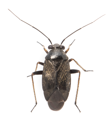 iNaturalist observation photo of Irbisia