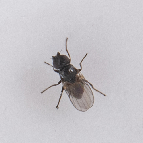 iNaturalist observation photo of Desmometopa