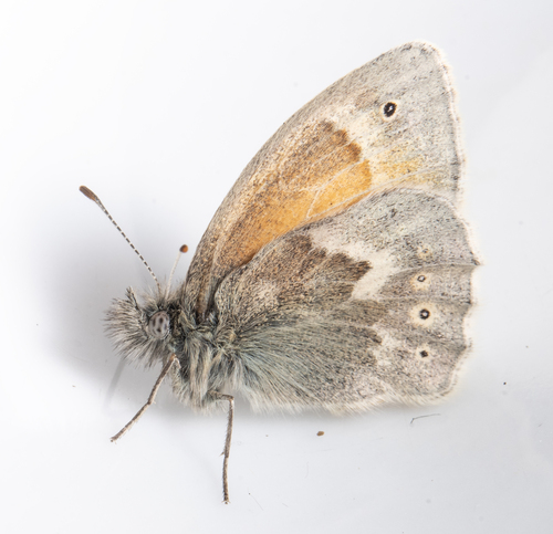 iNaturalist observation photo of Common Ringlet