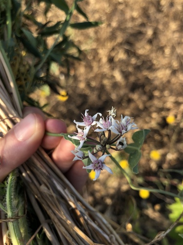 Stranglewort