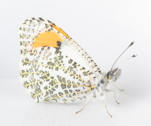 iNaturalist observation photo of Sara Orangetip