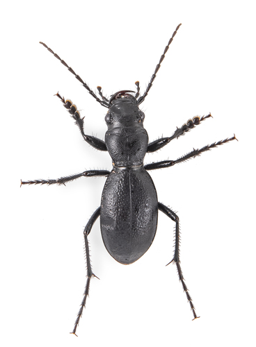 iNaturalist observation photo of California Night-stalking Tiger Beetle