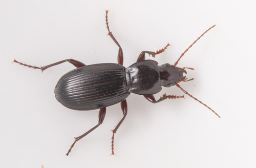 iNaturalist observation photo of Ground Beetles