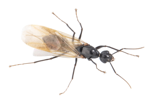 iNaturalist observation photo of Carpenter Ants, Typical Sugar Ants and Allies