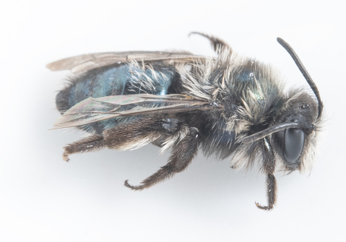 iNaturalist observation photo of Cherry Plum Mining Bee