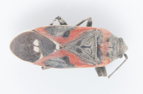 iNaturalist observation photo of Small Milkweed Bug