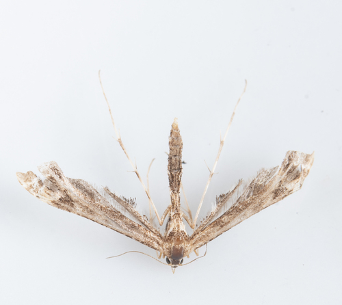 iNaturalist observation photo of Plume Moths