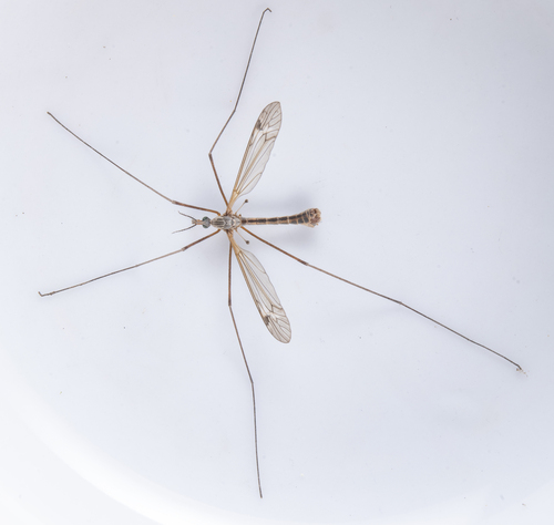 iNaturalist observation photo of Common Crane Flies